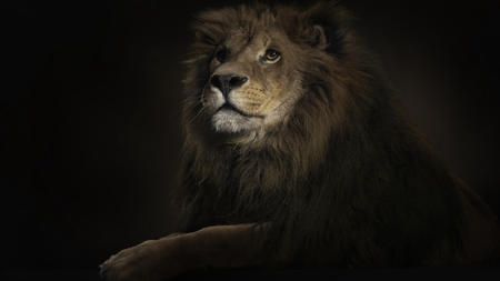 Lion King. - predator, lion, cat, wild, beautiful, animal, king, territorialist