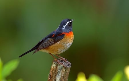 Beautiful bird. - colour, perch, beautiful, animal, bird