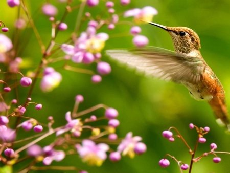 Hummingbird and flowers. - bird, animal, wing, flight, hummingbird, flower