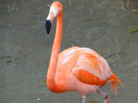 Walking alone - alone, animals, flamingo, beauty, birds