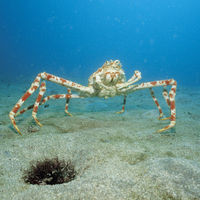 Japanese Spider Crab