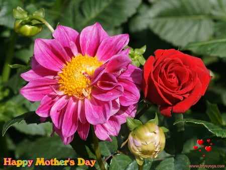 For all Mothers on DN. - flowers, nature, gift, mothers, happy mothers, day