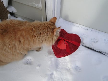 Happy Valentine's Day Ever - winter, cat, snow, heart