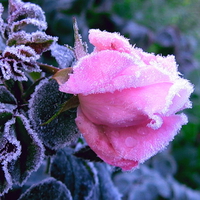 Frozen pink rose