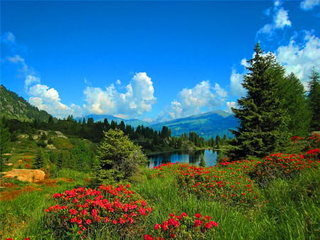 Mountain landscape - clouds, trees, landscape, mountain, flowers, nature, field, floral, sky