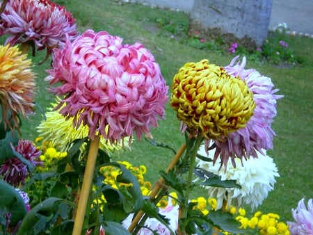 Winter flowers