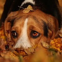 Sad autumn dog