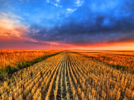 Summer field - sky, summer, field, sunset, fire, nature, red, blue, beautiful, clouds, rows, colors