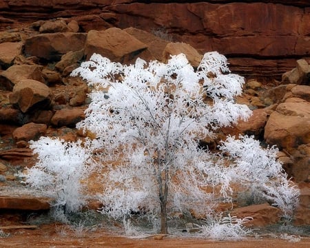 tree - snow, winter, nature, tree