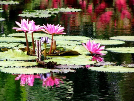 water lily - flowers, nature, pond, water lily, pink