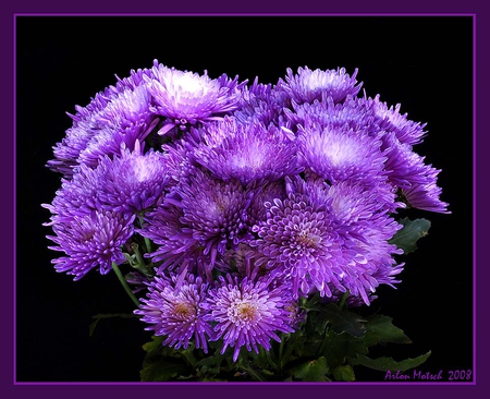 purple glow - glow, flowers, nature, purple