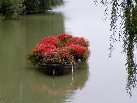 flower boat - flowers, water, nature, boat, lake