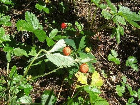 Wild Strawberry - house, mountain, fly, sky