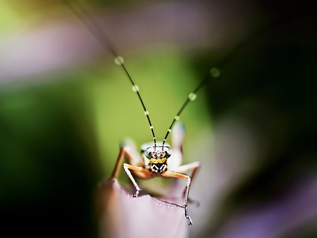 Grasshopper - picture, grasshopper, cool, beautiful