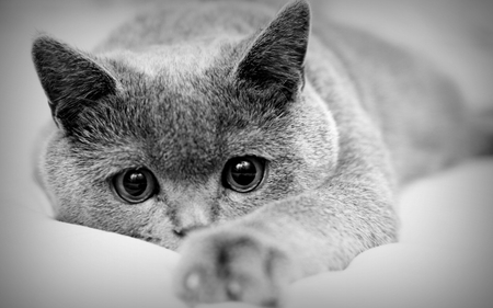 Cat - paw, fur, cat, eyes, black and white, curious, cats, animal, look