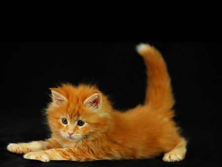 Cute Kitten - cute, picture, cool, kitten