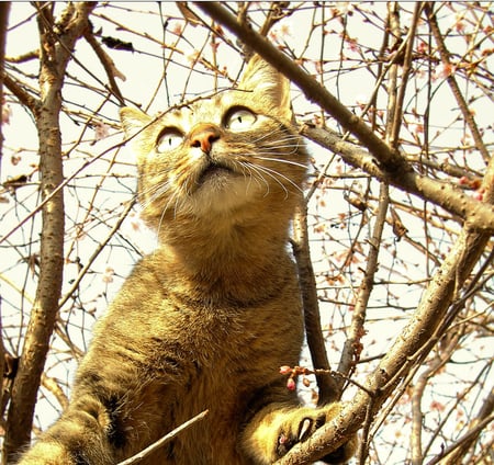 Hey Bird...come down. - cute, cats, nature, animals