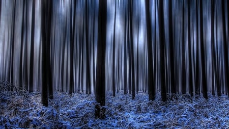 Forest in Winter