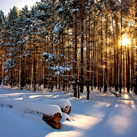 Winter sun behind the trees