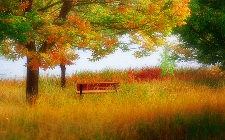 To rest at the lake - effects, pc, panorama, colorful, amazing, paysage, grass, repose, trunks, laguna, branches, lying, wallpaper, relaxing, nature, woods, beautiful, tranquil, rest, leaves, beauty, nice, edge, restful, vibrant, trees, parks, photography, image, high dynamic range, calm, quiet, green, desktop, relax, serene, forests, soft, shadows, magical, paisage, brilliant, summer, blue, red, scenery, awesome, tranquilizer, natural, magic, grasslands, spring, widescreen, lakes, lagoons, view, yellow, cool, roots, pond, relaxant, cena, landscape, multi-coloured, peace, refreshment, computer, scenario, maroon, photoshop, seasons, autumn, peaceful, water, leaf, bench, brown, multicolor, orange, rivers, hdr, scene, paisagem, background, day, plants, serenity, picture, colours, creeks, cenario, grove, colors, photo