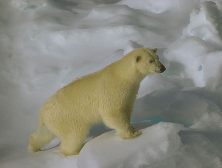 Ursus maritimus on sea ice - bear, animal, polar, ursus, arctic