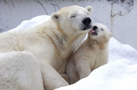 Bear love - bear, animal, polar, arctic, ursus