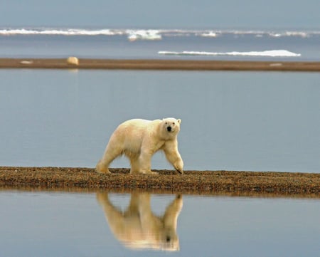 Polar bear - bear, animal, polar, arctic, ursus