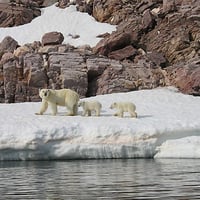 Polar bear family