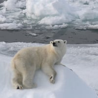 Polar bear resting