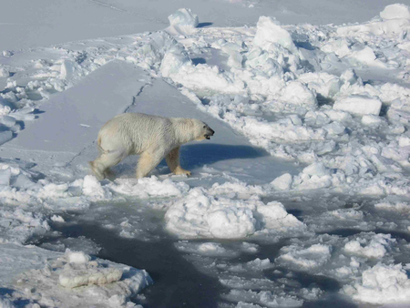 Male on Pack Ice. Photo #21 by Eric Regehr / USFWS - bear, animal, polar, arctic, ice