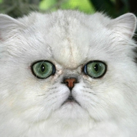 Green eyes persian cat