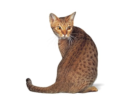 Ocicat - animal, cute, kitten, cat, ocicat, feline