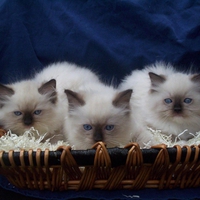 Cute ragdoll kittens