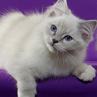 Ragdoll cat