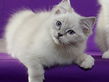 Ragdoll cat - animal, kitten, feline, ragdoll, cat