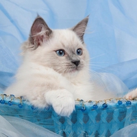 Ragdoll kitten