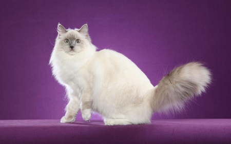 Ragdoll cat - animal, kitten, feline, ragdoll, cat