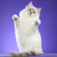 Ragdoll cat