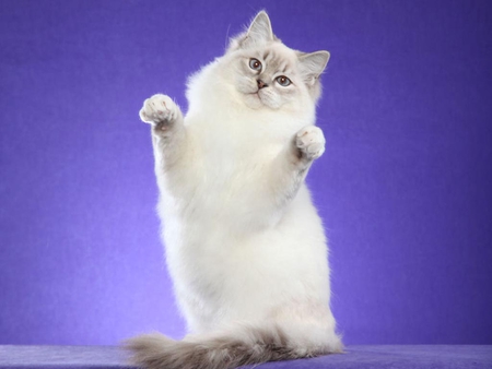 Ragdoll cat - animal, kitten, feline, ragdoll, cat