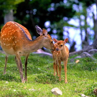 I love you my deer