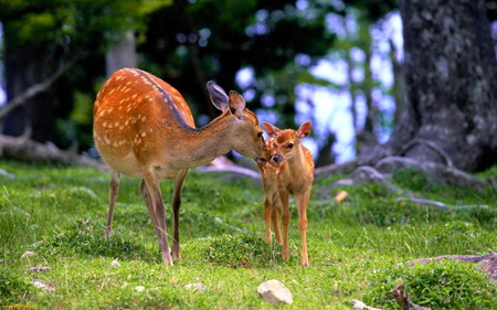 I love you my deer - doe, fawn, white, spotted, deer, brown, forest