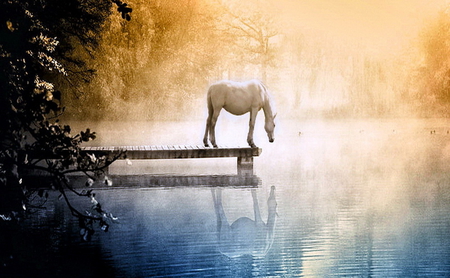 Curiosity - white, forest, reflection, horse, golden sky, dock, water, mist