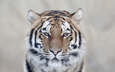 Tiger - whiskers, ears, fur, design, animal, tiger