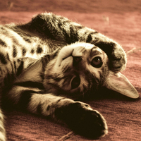 Playful Kitty