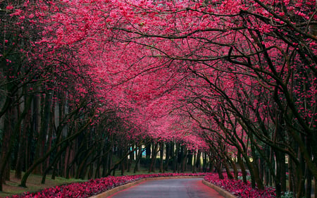 Nature - beauty, nature, trees, sidewalk, pink, petals, grass, road