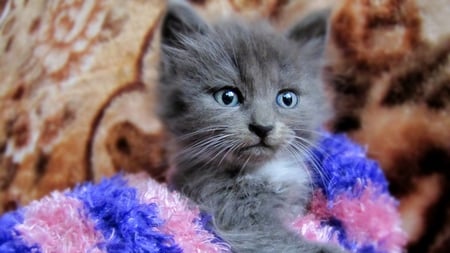 Cute grey cat - animal, cute, cat, kitten