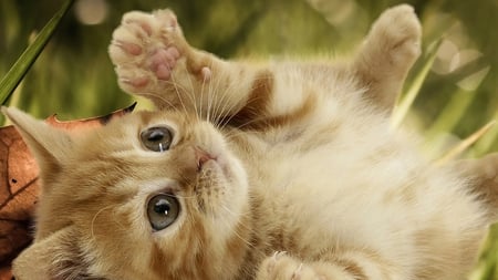 Sweet kitten - cute, animal, kitten, cat