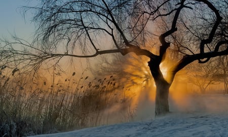 Frosty Morning Sunshine - rays, morning, frosty, sunshine, snow, beautiful, golden, tree