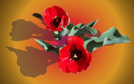 Tullips - flowers, pretty, red, tullips, gold