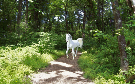 White horse on a Forest Path - freedom, trees, horse, forest, green, path